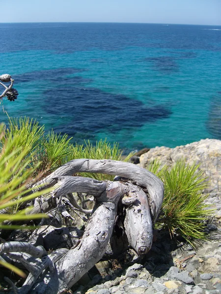 Deniz ve çam — Stok fotoğraf