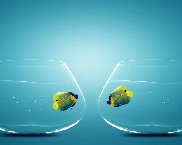 Due pesci angelo in due ciotole — Foto Stock