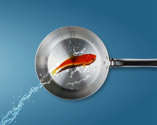Золотая рыба прыгает на сковородку — стоковое фото