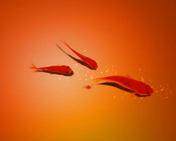 Three golden fish in water together — Stock Photo, Image
