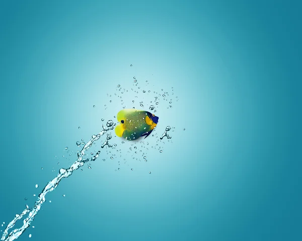 Рыбки-ангелы выпрыгивают из воды — стоковое фото
