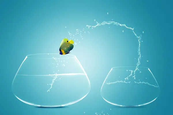 Anglefish jumping to Big bowl — Stock Photo, Image