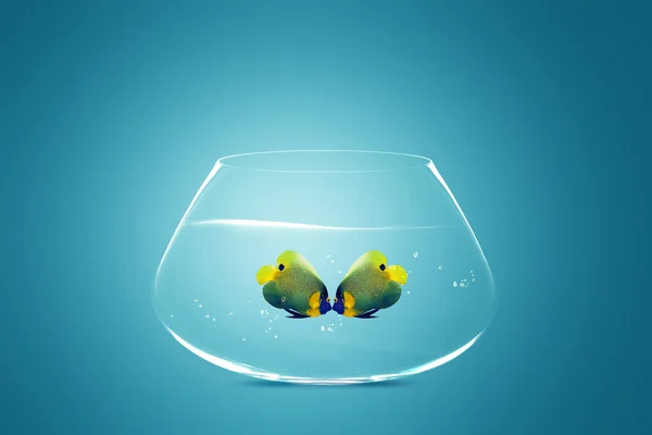 Deux poissons-anges tombant amoureux — Photo