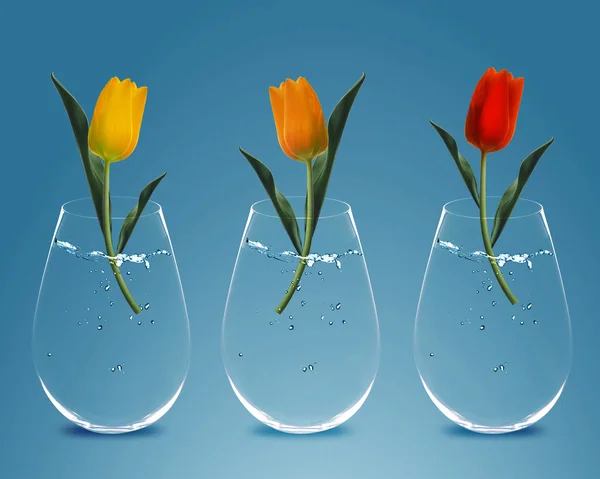 Tres coloridos tulipanes —  Fotos de Stock