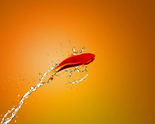Золотая рыба выпрыгивает из воды — стоковое фото