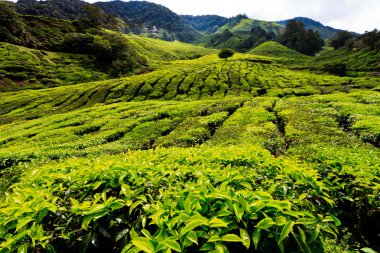 Tea platation in the Cameron Highlands clipart