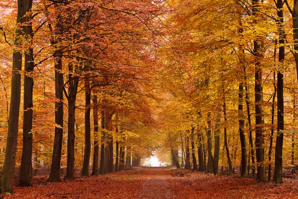 Trilha de areia com árvores no outono — Fotografia de Stock