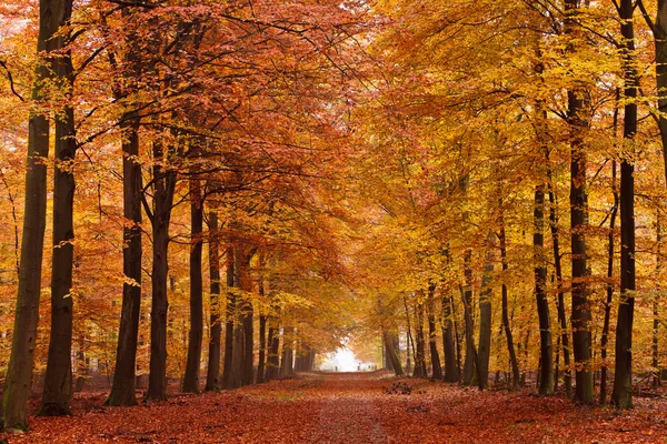 Sand lane with trees in autumn 로열티 프리 스톡 사진