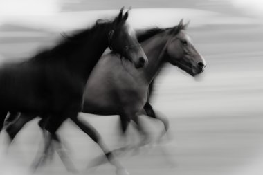 Fast running horses clipart