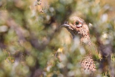 Pheasant female bird clipart