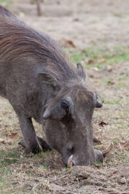 dizlerinin üzerinde Afrika yaban domuzu