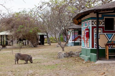 African warthog on a campsite clipart