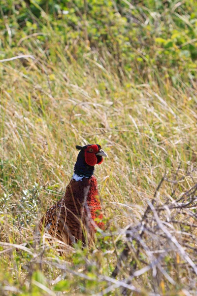 Pheasant pássaro masculino nos arbustos — Fotografia de Stock