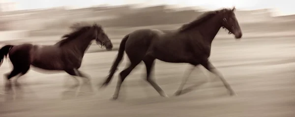 Snelle lopende paarden — Stockfoto
