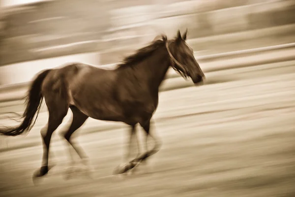 Швидко біжить кінь — стокове фото