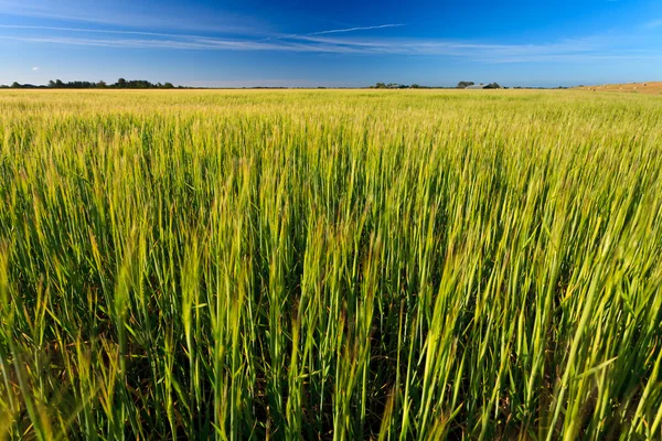Campo de trigo en un día soleado —  Fotos de Stock