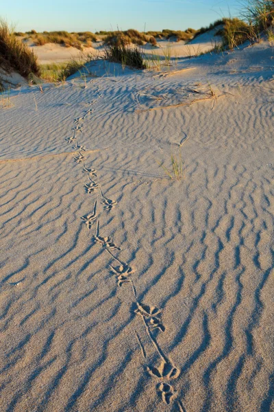 Отпечаток ноги птицы на песке — стоковое фото