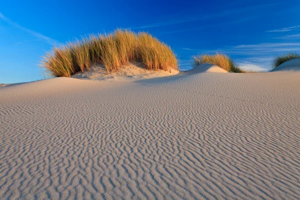 Sand dunes with helmet grass — Stock Photo, Image