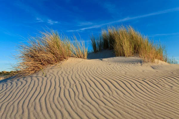 Dunes de sable avec herbe casque — Photo