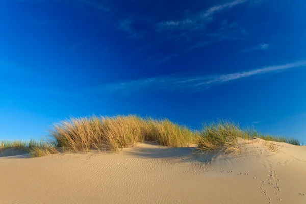 stock image Sand dunes with helmet grass