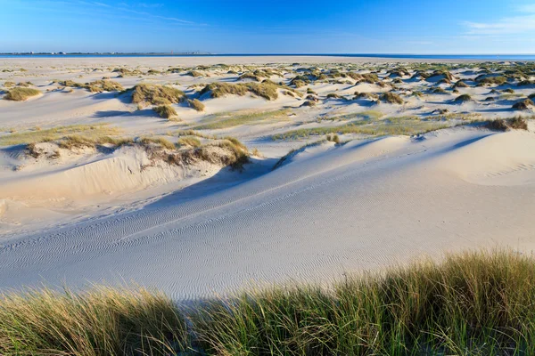 Sanddyner med hjälm gräs — Stockfoto