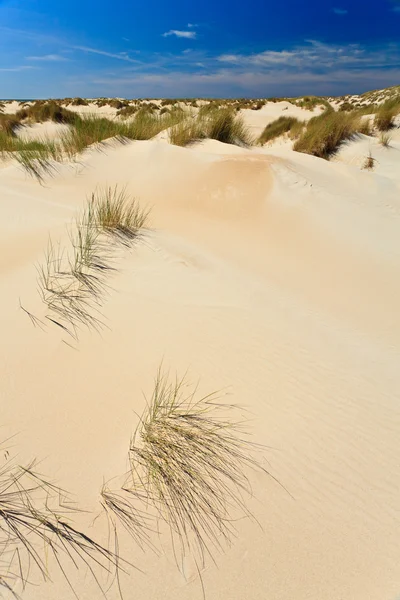 砂丘とヘルメットの草 — ストック写真
