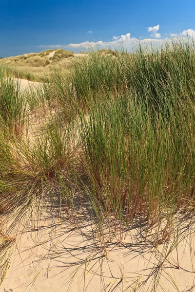 Duna di sabbia con erba casco — Foto Stock