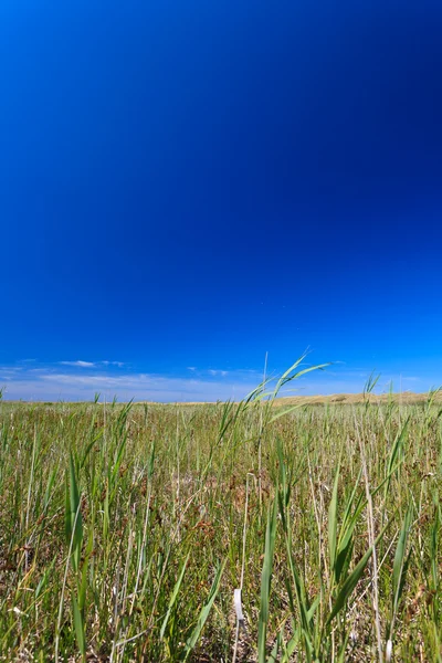 Grassland in close up — Stock Photo, Image