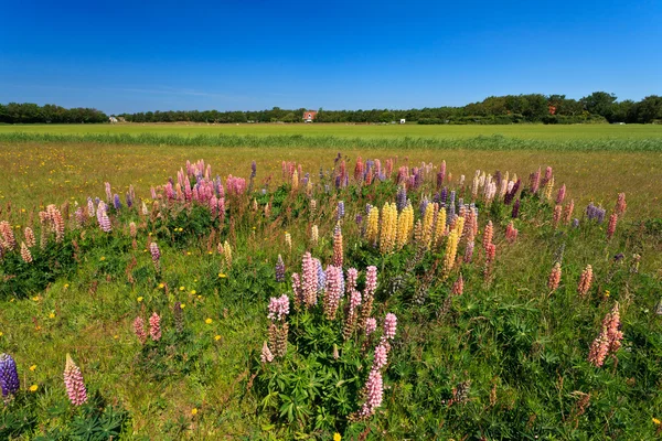 Wild lupine flowers in a grassland — Stock Photo, Image