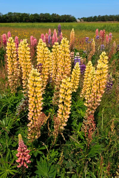 Vilda Lupin blommor i en vall — Stockfoto