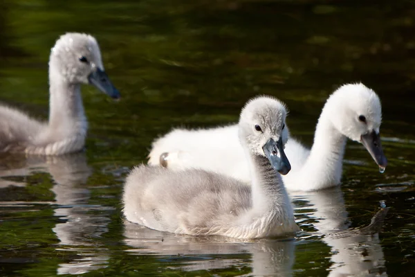 Cisnes juveniles en el agua —  Fotos de Stock