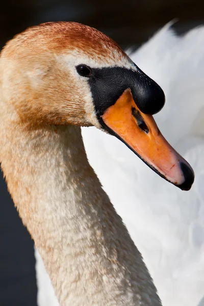 Grande cisne branco na água — Fotografia de Stock