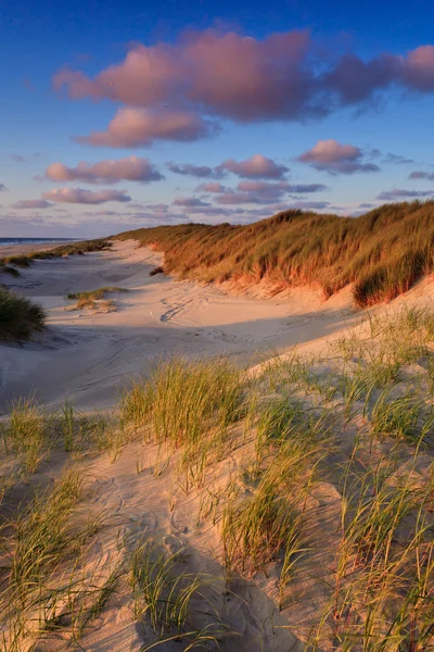 Seaside with sand dunes at sunset — Stock Photo, Image