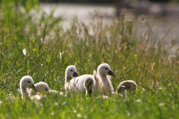 Cisnes juveniles en la hierba — Foto de Stock