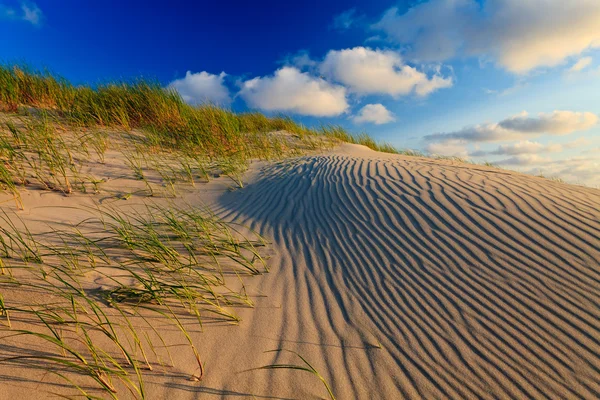 Dunes de sable avec herbe casque — Photo