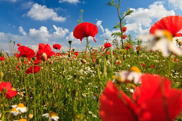 Stock image Wild poppy flowers field