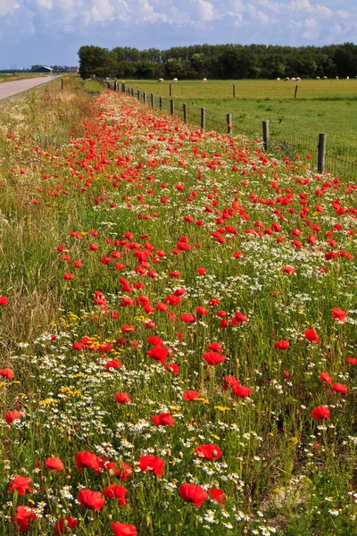 Wild poppy flowers in the verge of a road — Stock Photo, Image