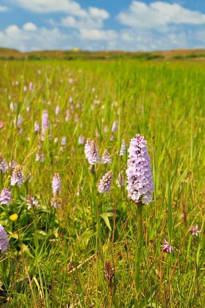 Vilda orchis blommor fält med blå himmel — Stockfoto