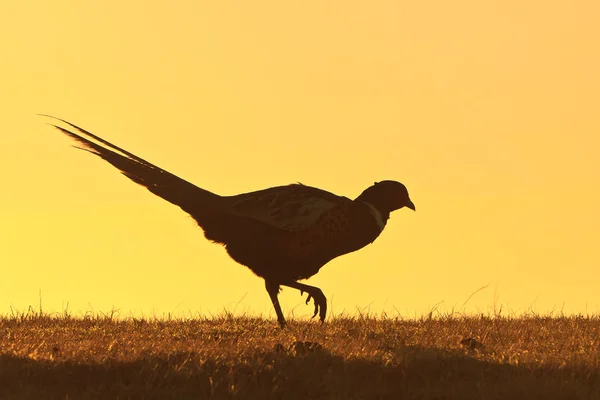Fasan manlig fågel går på en kulle — Stockfoto