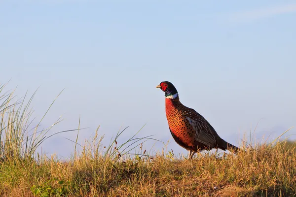 Φασιανός αρσενικό πουλί στέκεται πάνω σε ένα λόφο — Φωτογραφία Αρχείου