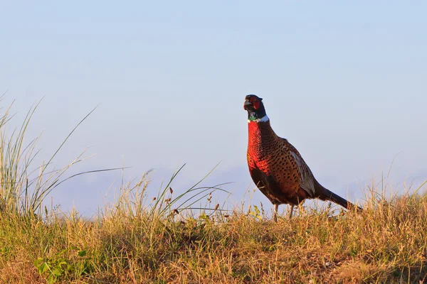 Bažant male ptáka stojící na kopci — Stock fotografie