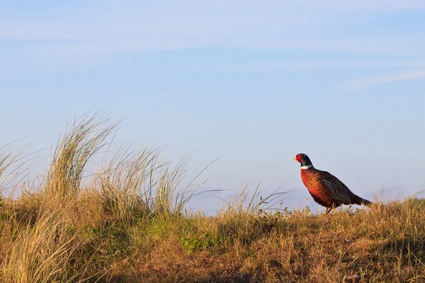 Φασιανός αρσενικό πουλί στέκεται πάνω σε ένα λόφο — Φωτογραφία Αρχείου