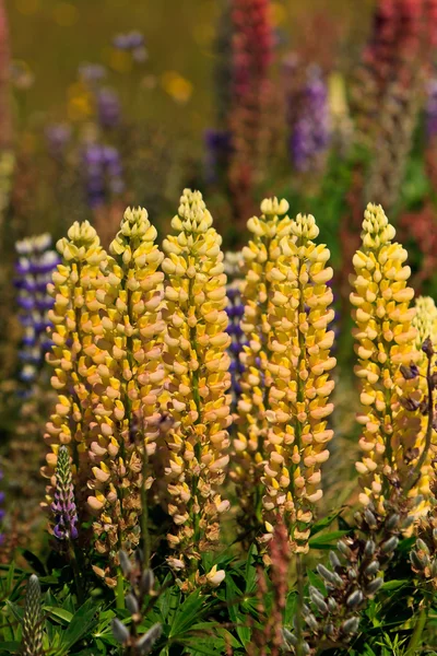 Vilda Lupin blommor i en vall — Stockfoto