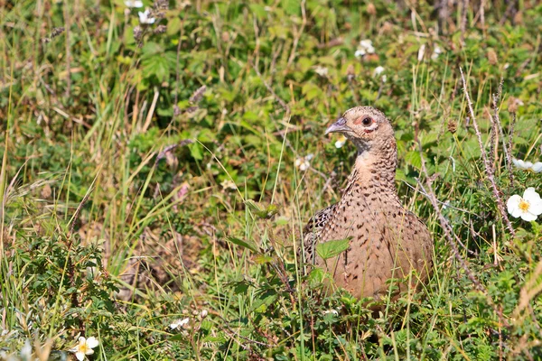 Pheasant female bird — Stock Photo, Image