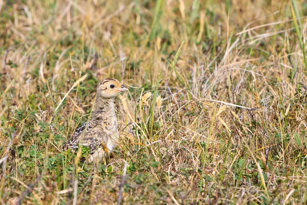 Młody ptak Bażant w krzakach — Zdjęcie stockowe