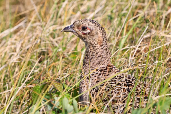 Pheasant female bird — Stock Photo, Image
