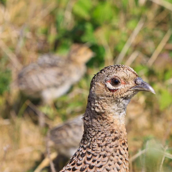 Pheasant pássaro fêmea com juvenil — Fotografia de Stock