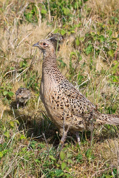 Pheasant female bird with juvenile — Stock Photo, Image