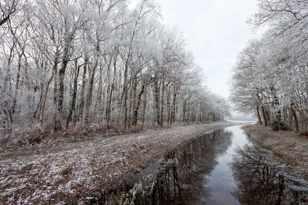 Träd i ett vitt vinterlandskap — Stockfoto