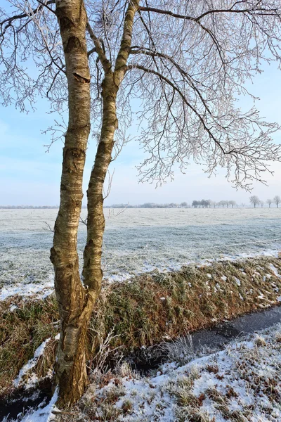 Tree in a white winter landscape — Stock Photo, Image